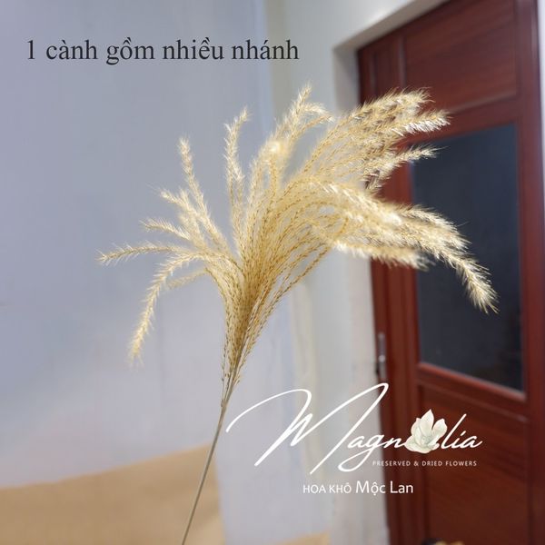  Hoa Cỏ Khô Miscanthus 