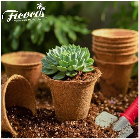 Chậu Xơ Dừa Eco Pot