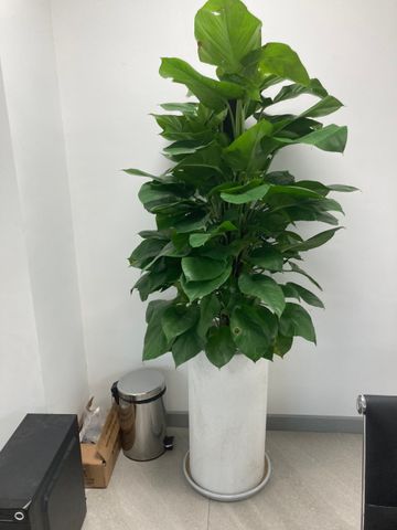 Trầu bà cột (ko kèm chậu)