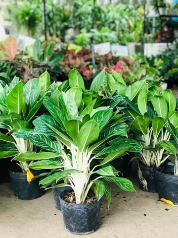 Bạch mã hoàng tử nhỏ
