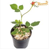 Đá  Pumice - Đá bọt - Ficoco
