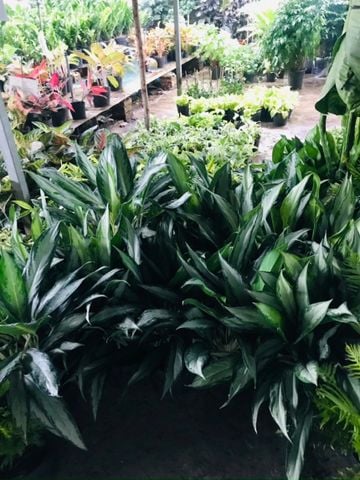Giữ tiền
