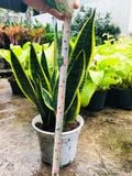 Lưỡi hổ thái 35-40cm