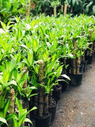 Phát tài khúc (bộ 5) 60cm