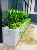 Phát tài khúc (bộ 5) 60cm