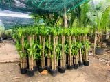 Phát tài lớn 1m (bộ 5 cây)