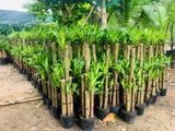 Phát tài lớn 1m (bộ 5 cây)