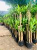 Phát tài lớn 1m (bộ 5 cây)