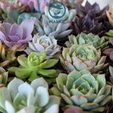 Đất trồng xương rồng sen đá Namix (Succulents Potting Mix) - Gói 5dm3 (Lít) khoảng 2,5-3 Kg