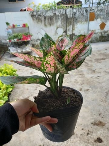 Vạn Lộc