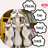  Gấu bông chó husky đứng mặt cười gối ôm chó xám 
