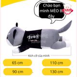  Gấu bông mèo bi 
