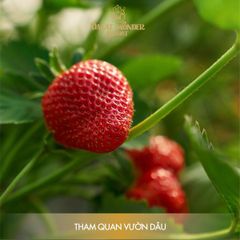 ĐÀ LẠT Wonder Resort