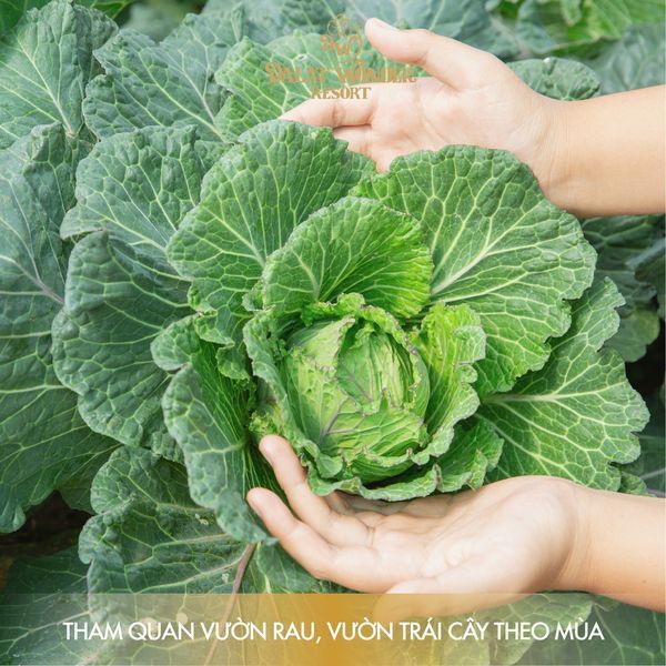 ĐÀ LẠT Wonder Resort