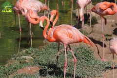 Nhận book code chủ VINWONDER - SAFARI