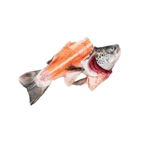 Cá hồi bộ đầu xương vây Nauy