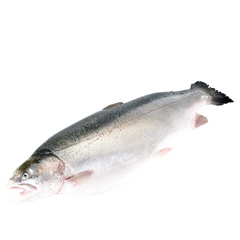 Cá hồi nguyên con Atlantic Nauy (6-7 kg)