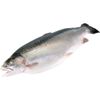 Cá hồi nguyên con Trout Nauy (6-7 kg)