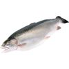 Cá hồi nguyên con Trout Nauy (4-5 kg)