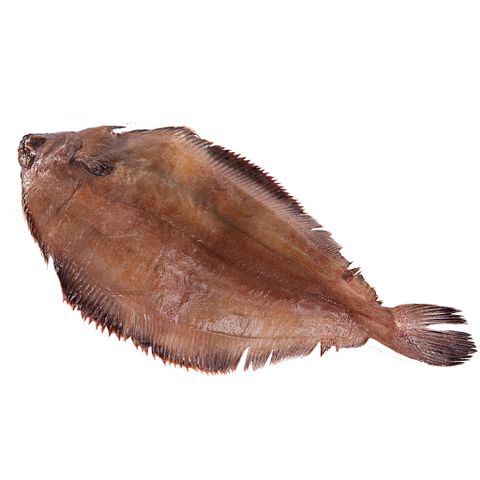 Cá lưỡi trâu Canada