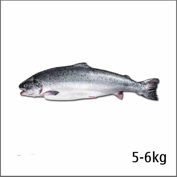 Cá hồi Nauy nguyên con (5-6 kg)