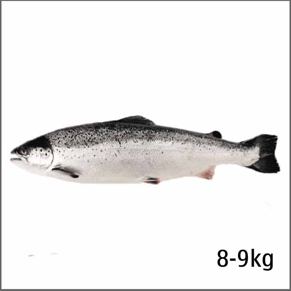 Cá hồi Nauy nguyên con (8-9kg)