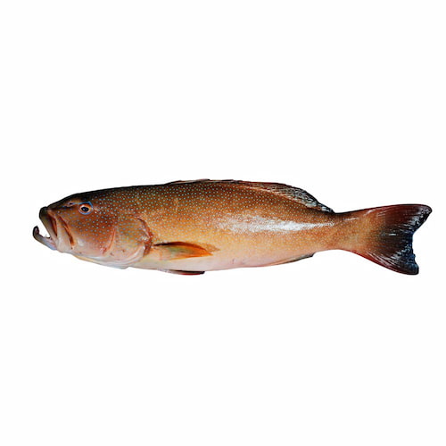 Cá mú Cora trout Úc nguyên con - Tặng kèm sốt Hồng Kông