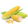 Sweet Corn