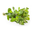 Fish Mint