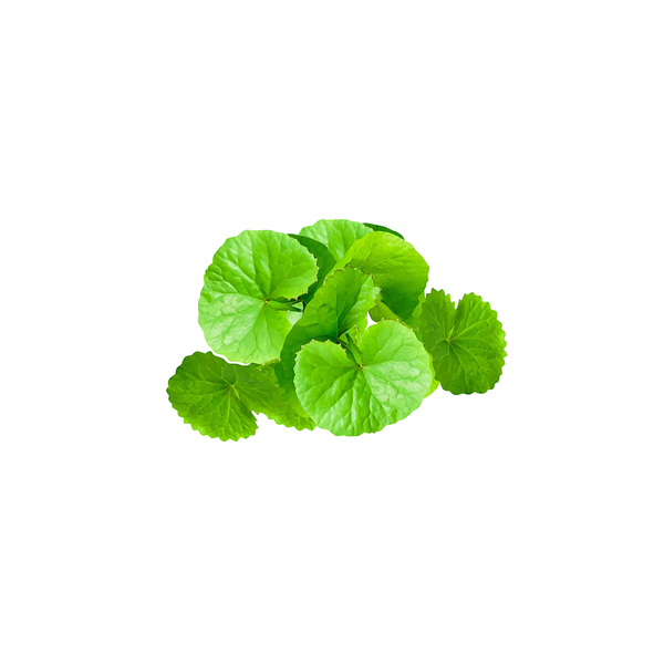 Pennywort