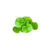Pennywort