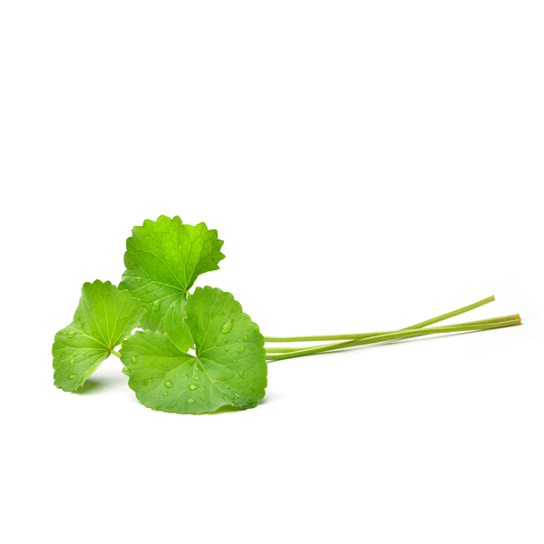 Pennywort