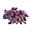 Purple basil