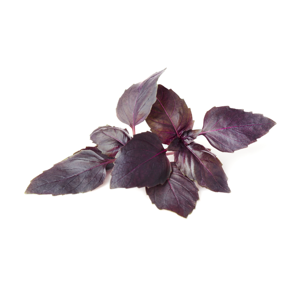 Purple basil