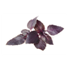 Purple basil