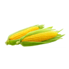 Sweet Corn