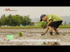 Miếng gặm nướu bằng Gạo Nhật Bản từ PEOPLE - Hương gạo & vị gạo trong từng sản phẩm 100% Made in Japan - KM003