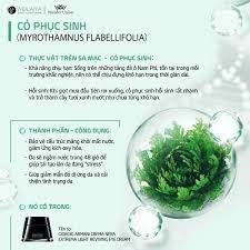Mặt nạ tái sinh cỏ vạn năm Weilaiya