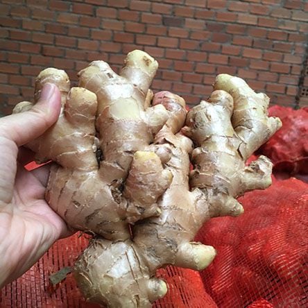 Củ Gừng có tác dụng gì? Củ Gừng có tác dụng gì?
