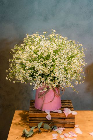 Hộp Hoa CúcTana Bibi Nhập A0131