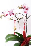 Lan Hồ Điệp Tết 2 Cây Màu Hồng Phấn HĐ002