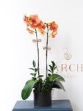 Lan Hồ Điệp Tết 2 Cây Màu Vàng HĐ003