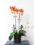 Lan Hồ Điệp Tết 2 Cây Màu Vàng HĐ003