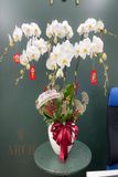 Lan Hồ Điệp Trắng Tết 6 Cây HĐ007