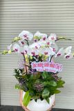 Lan Hồ Điệp Tết HĐ004