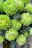 Bình Hoa Cúc Mẫu Đơn chúc Mừng Sinh Nhật BH06