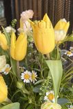 Hộp Hoa Chúc Mừng Sinh Nhật - Khai Trương Tulip Vàng HH 024