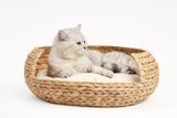  Lafos  Water Hyacinth Pet Bed for Cats and Dogs- Pet nest 