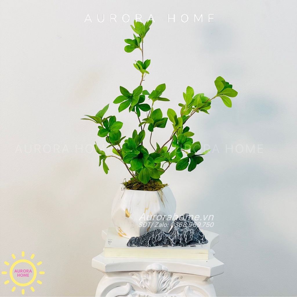 Chậu cây mini cây Thach Nam giả để bàn