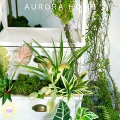 Set tiểu cảnh cây giả set up Studio